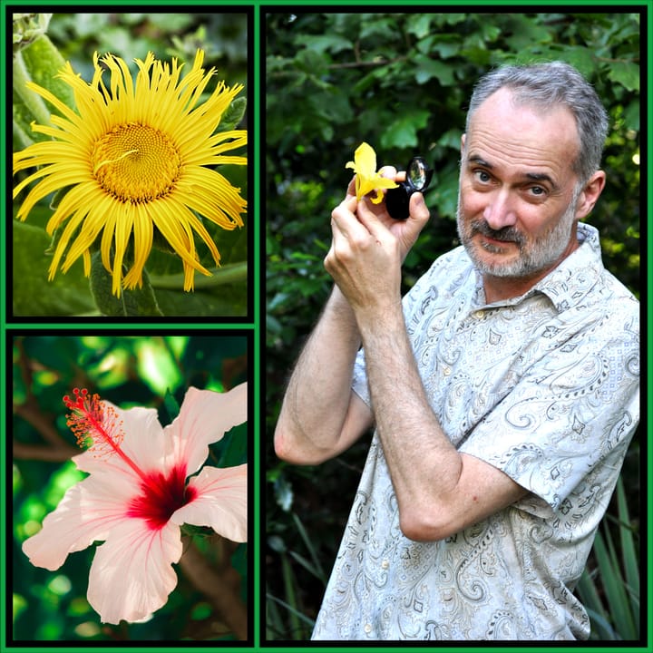 Collage of David Haskell examining a flower with a hand lens outdoors, alongside close-ups of a yellow sunflower and pink hibiscus